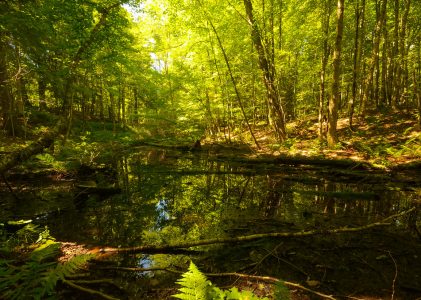 Van Vliet Hemlocks State Natural Area