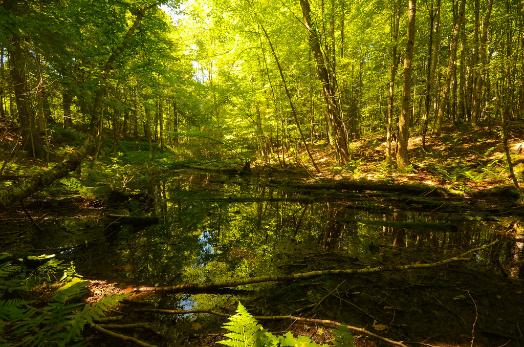 Van Vliet Hemlocks State Natural Area